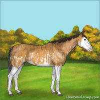 Horse Color:Buckskin Splash  and Buckskin Splash 