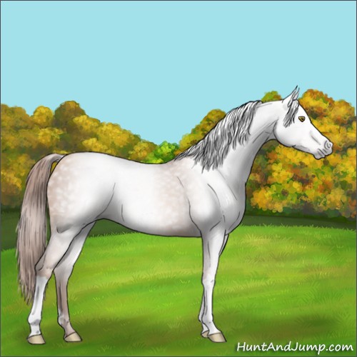 Horse Color:Gray Gold Champagne