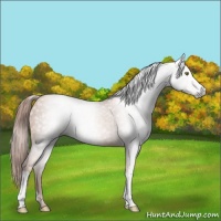 Horse Color:Gray Gold Champagne 