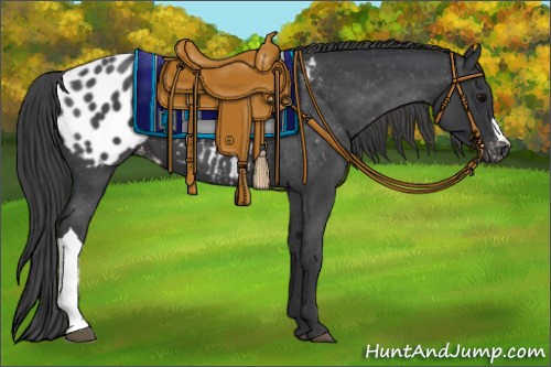 Horse Color:Blue Roan Appaloosa 