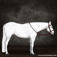 Horse Color:Gray Chestnut Appaloosa 