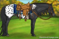 Horse Color:Black Appaloosa 