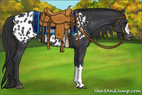 Horse Color:Black Appaloosa 