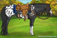 Horse Color:Black Appaloosa