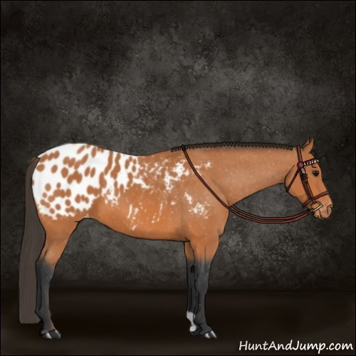 Horse Color:Bay Appaloosa 
