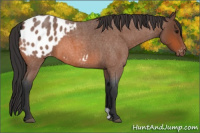 Horse Color:Bay Roan Appaloosa