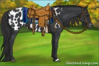 Horse Color:Black Appaloosa 