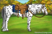 Horse Color:Black Appaloosa