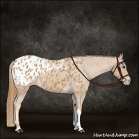 Horse Color:Chestnut Appaloosa 