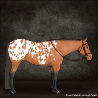 Horse Color:Bay Appaloosa 