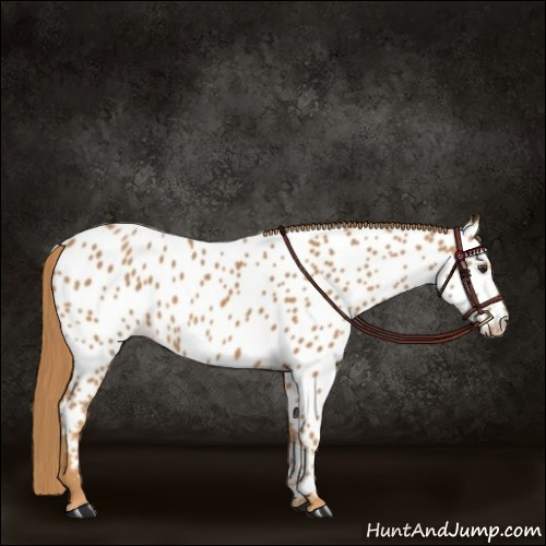 Horse Color:Chestnut Appaloosa 