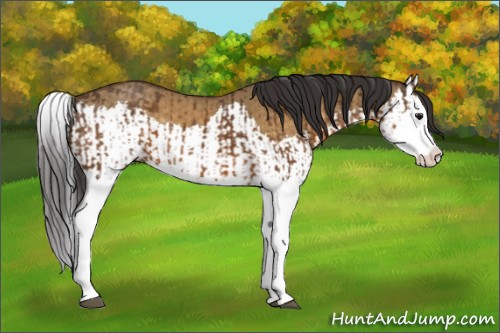 Horse Color:Buckskin Splash and Buckskin Dun Splash