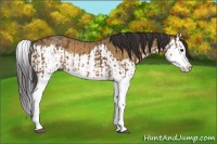 Horse Color:Buckskin Splash and Buckskin Dun Splash