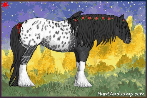 Horse Color:Black Appaloosa Rabicano 