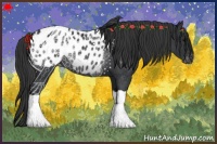 Horse Color:Black Appaloosa Rabicano 