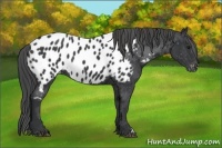 Horse Color:Black Near Leopard Rabicano 