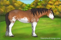 Horse Color:Buckskin Splash  and Buckskin Splash Frame 