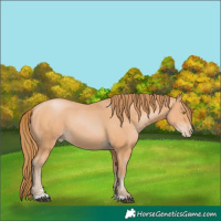 Horse Color:Bay Pearl 