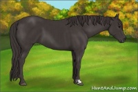 Horse Color:Smoky Black  and Smoky Black 