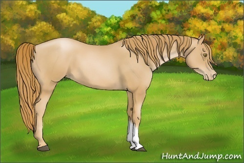 Horse Color:Chestnut Pearl 