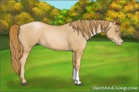 Horse Color:Chestnut Pearl 