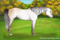 Horse Color:Gray Amber Cream Champagne 