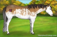 Horse Color:Buckskin Splash and Buckskin Splash