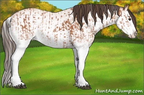 Horse Color:White Spotted Bay Splash  and White Spotted Amber Champagne Splash 
