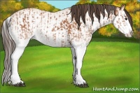 Horse Color:White Spotted Bay Splash  and White Spotted Amber Champagne Splash 