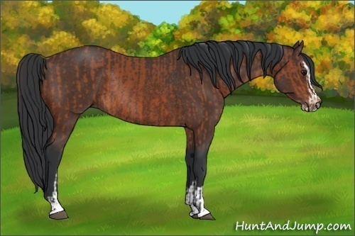 Horse Color:Bay Sabino Rabicano  and Bay Sabino Rabicano 