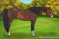 Horse Color:Bay Sabino Rabicano and Bay Sabino Rabicano