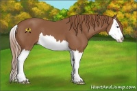 Horse Color:Chestnut Splash 