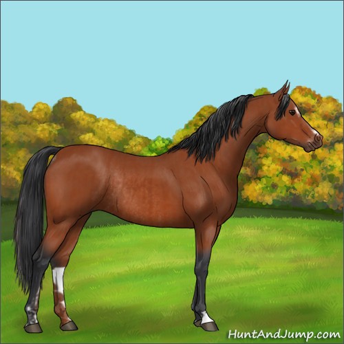 Horse Color:Bay Sabino Rabicano  and Bay Rabicano 