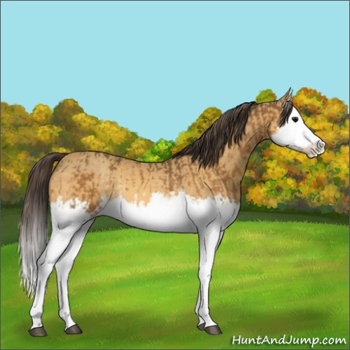 Horse Color:Buckskin Splash  and Amber Cream Champagne Splash 