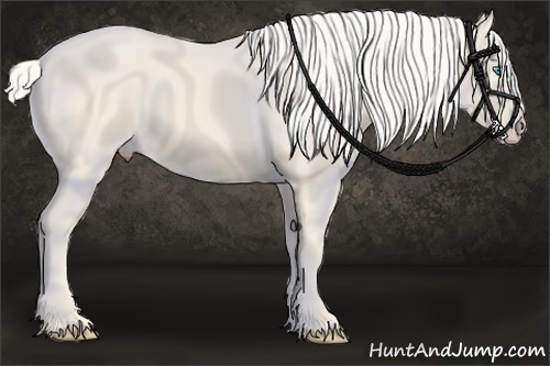Horse Color:Cremello Frame 