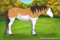 Horse Color:Buckskin Splash  and Buckskin Splash 