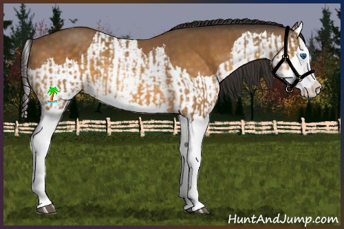 Horse Color:Buckskin Splash  and Buckskin Splash 