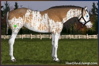 Horse Color:Buckskin Splash  and Buckskin Splash 