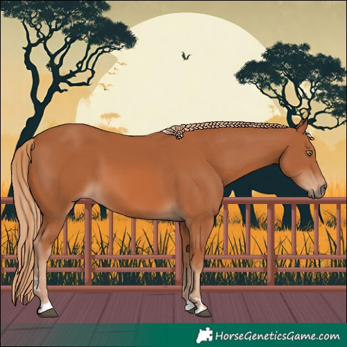 Horse Color:Chestnut 