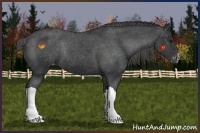 Horse Color:Black Appaloosa Rabicano 