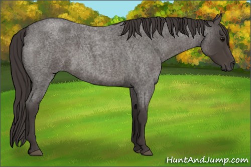 Horse Color:Smoky Blue Roan 
