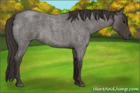 Horse Color:Smoky Blue Roan