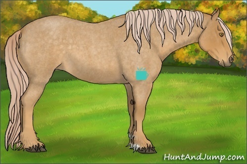 Horse Color:Palomino Roan 