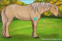 Horse Color:Palomino Roan 
