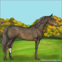 Horse Color:Chocolate Palomino Roan 