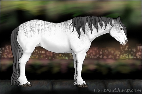 Horse Color:White Spotted Blue Roan Rabicano and White Spotted Blue Roan Appaloosa Rabicano