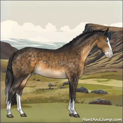 Horse Color:Buckskin Sabino Splash 