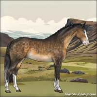 Horse Color:Buckskin Sabino Splash