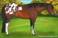 Horse Color:Bay Appaloosa 