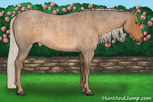 Horse Color:Chocolate Palomino Roan 